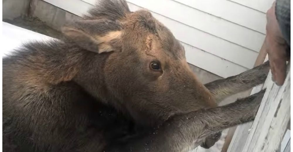 Este bebé casi muere del susto al quedar atorado en la cerca, pero llegan a tiempo para salvarlo