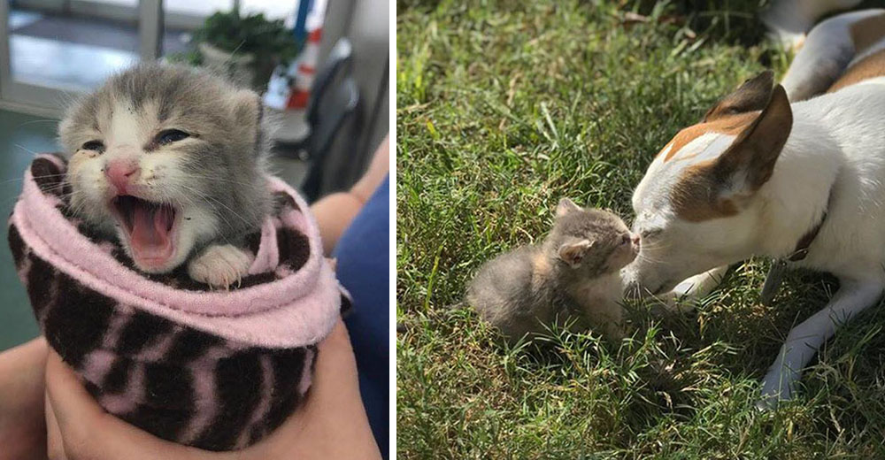 Esta gatita bebé no dejaba de llorar hasta que consiguió una madre muy peculiar