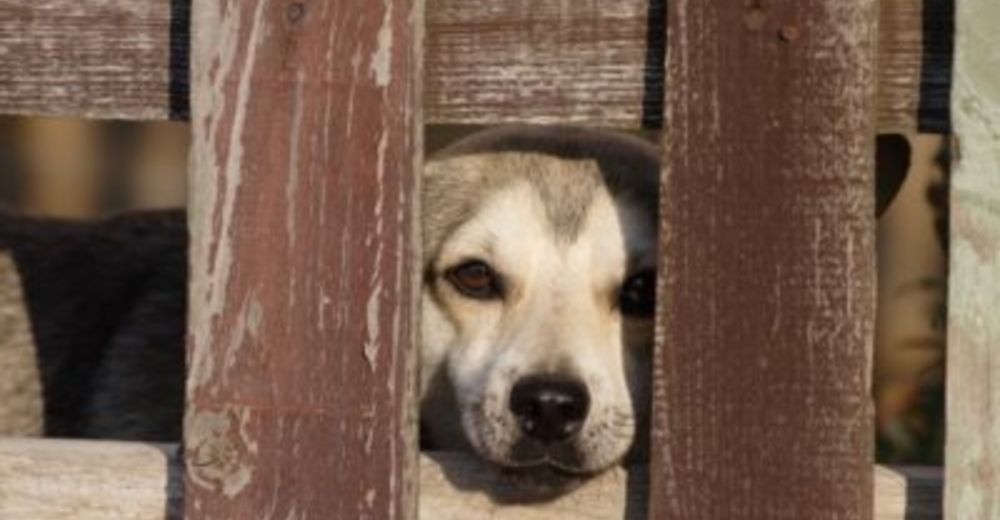 Un refugio es acusado de malversación de fondos destinados al cruel maltrato de sus animales