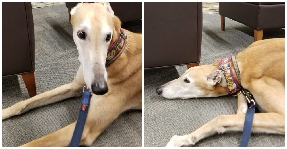 Este perrito llegó para la hora del cuento en la biblioteca, pero ningún niño vino a leerle