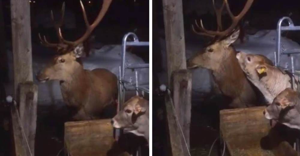 Un venado es acogido por unas insuales y solidarias compañeras en una fuerte nevada