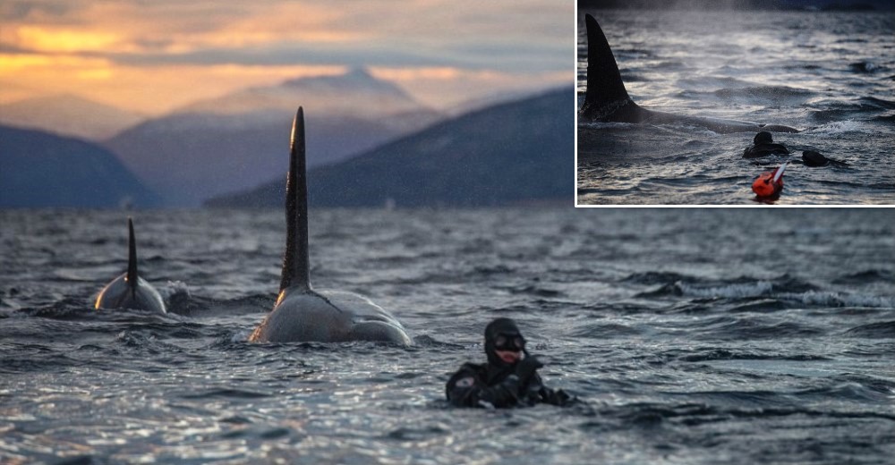 Un buzo nada a pocos metros de ballenas asesinas sin darse cuenta de lo cerca que están