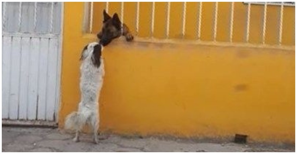 Una perrita protagoniza el más romántico gesto con su «amado» que está al otro lado de la reja