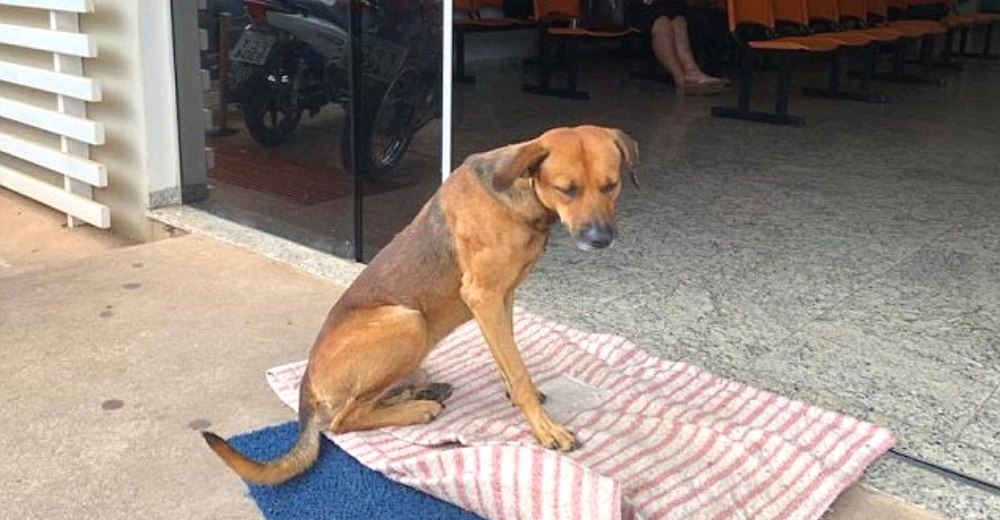 Un fiel perrito llega todos los días a la puerta de un hospital en espera de su dueño fallecido