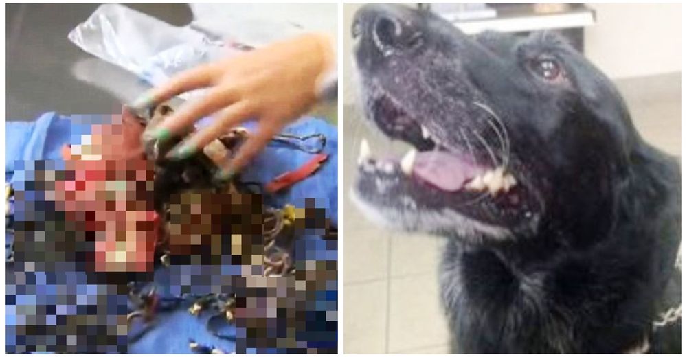 Su labrador tenía un dolor de estómago insoportable, pero jamás imaginó lo que tendría adentro