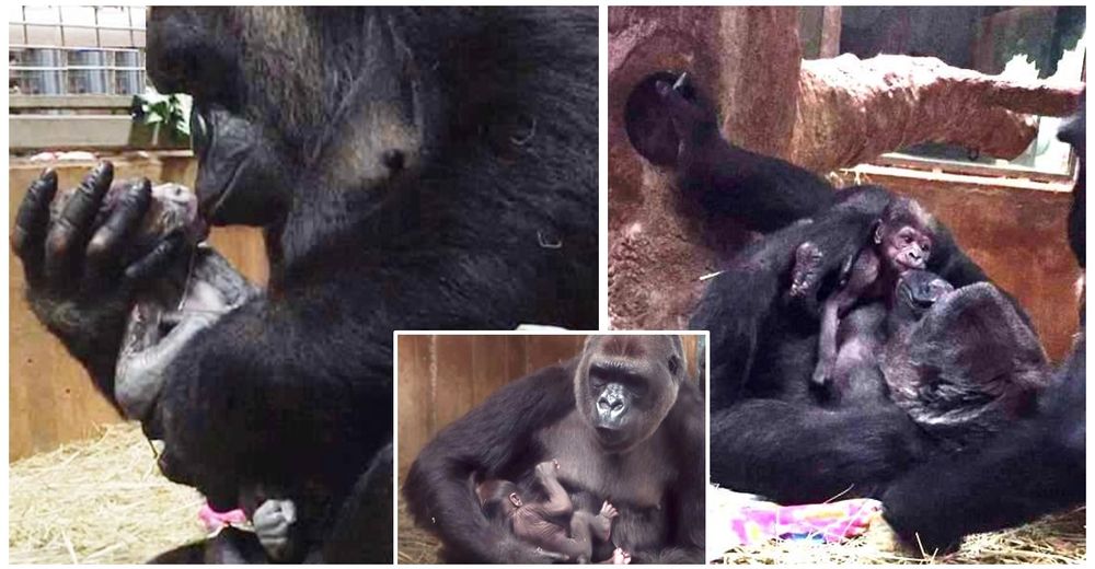 La triste realidad detrás del tierno momento en que una mamá gorila acuna y besa a su bebé