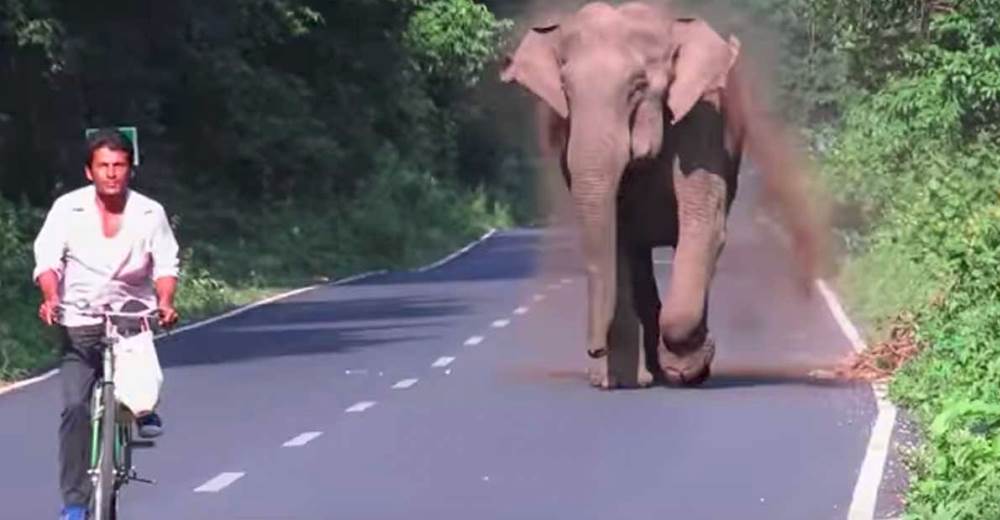 Un ciclista queda absorto tras ser perseguido por un elefante y solo después entiende la razón