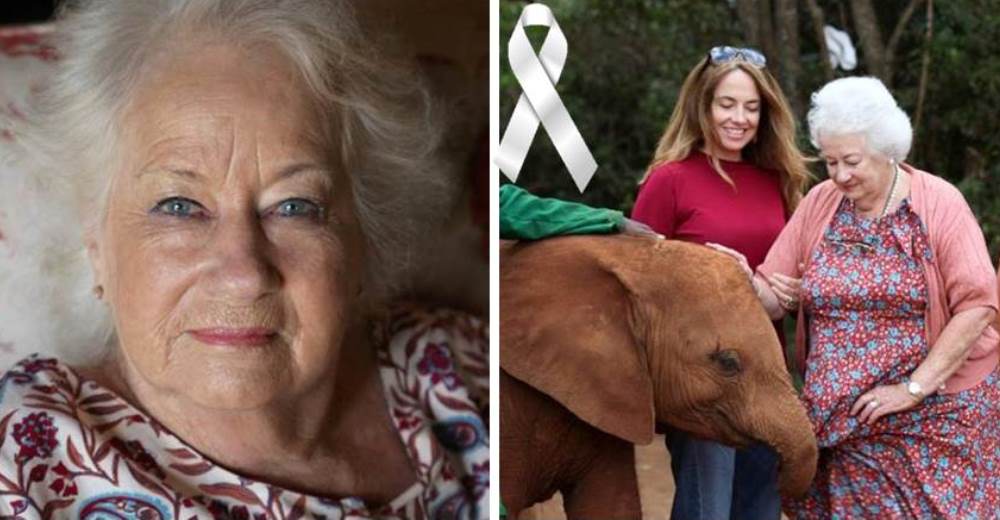 Daphne Sheldrick, la salvadora de cientos de elefantes huérfanos, muere a los 83 años de edad