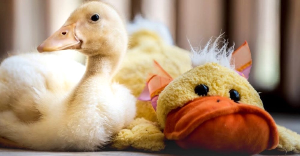 Tras la muerte de su hermano, este patito recupera la esperanza gracias a un pato de peluche