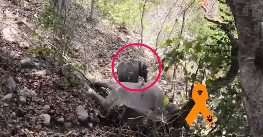 Descorazonador momento en que un bebé elefante se aferra al cuerpo inerme de su madre muerta