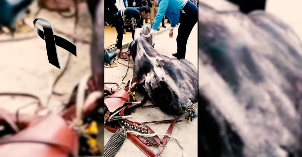 Muere un caballo trágicamente en la Feria de Abril de Sevilla