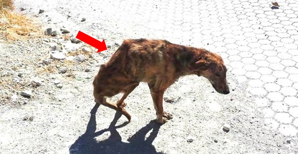 Una pobre perrita con la espina dorsal rota interrumpe las vacaciones de una mujer