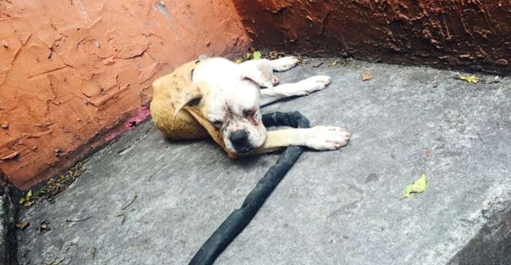 Dejan a una perrita encadenada por días fuera de su casa después de que su dueño fallece