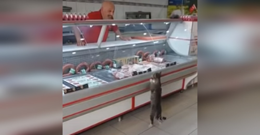 Graban a un perseverante gatito en el mostrador de una carnicería y el carnicero reacciona