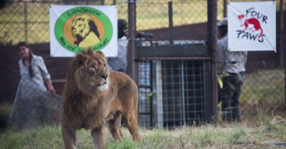 Dos leones conocen el camino de la libertad en un refugio tras ser rescatados en Siria