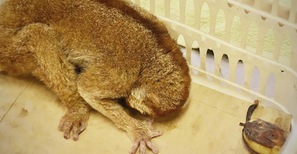 Mantienen como mascotas a estos hermosos animales silvestres… Y están al borde de la muerte