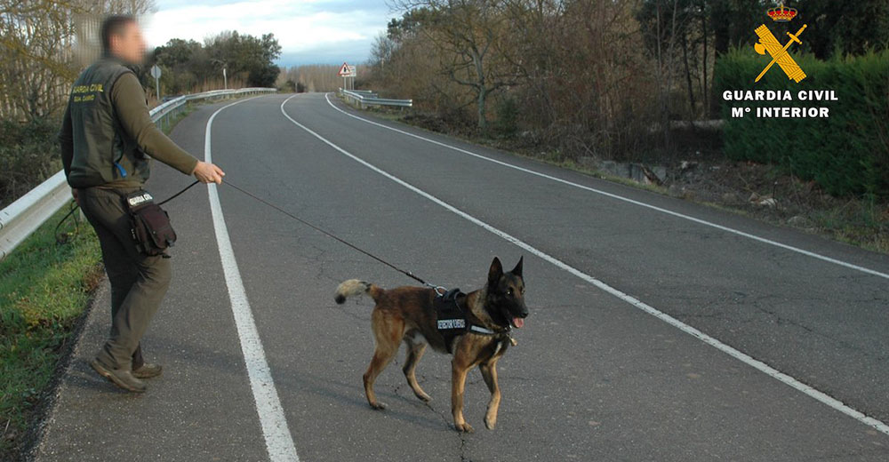 Investigan a un hombre por envenerar a varios animales con la excusa de proteger su cultivo