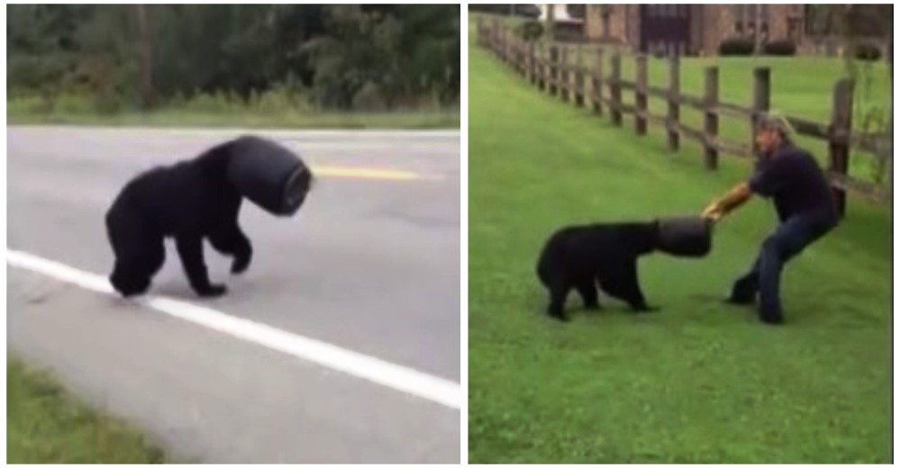 Un hombre intenta salvar a este oso en serios apuros… Pero él se resiste