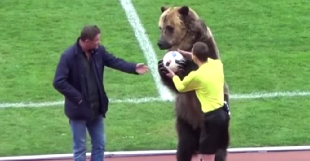 Un oso es forzado en un campo de fútbol a entretener a fanáticos rusos