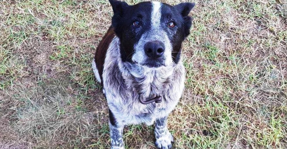 Un perro sordo y ciego rescató a una niña de 3 años que estuvo perdida durante 15 horas