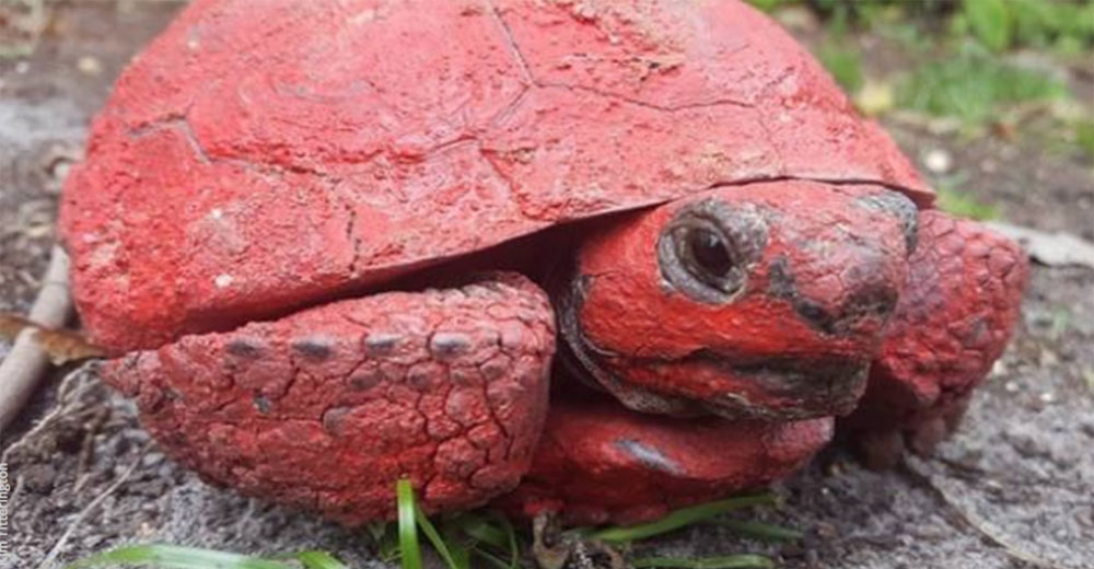 Ofrecen recompensa por hallar al desalmado que pintó y llenó de concreto a una indefensa tortuga