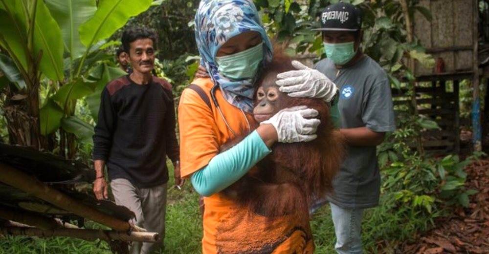 Después de 5 años de estar encerrada, esta orangután no podía dejar de abrazar a su salvadora