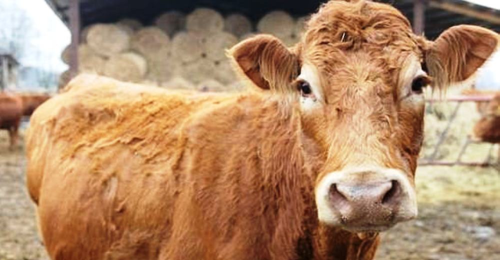 Una vaca salta a la fama tras escapar heroicamente de un matadero y «nadar» hacia la libertad