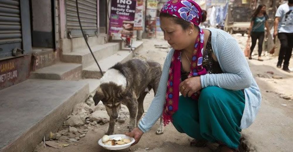 Promueven la peor crueldad animal en México: Multas y cárcel por alimentar a perros de la calle