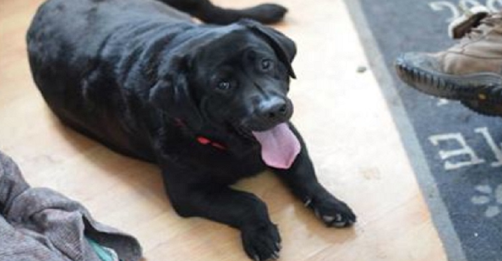 Barney, el inspirador labrador con enanismo que no tiene idea de que es diferente