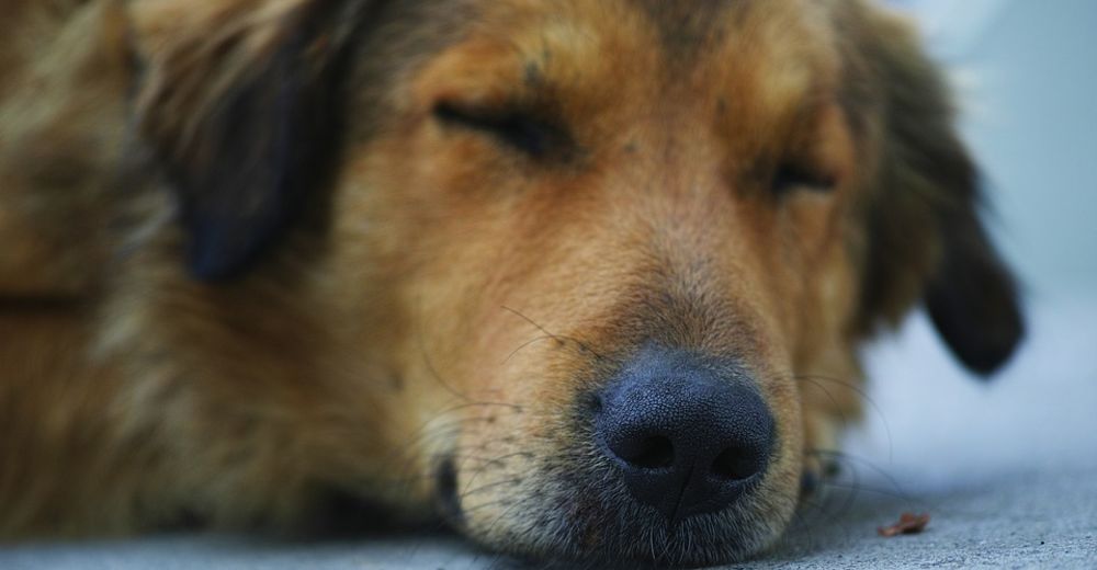 ¿Por qué perder a una mascota puede ser más duro que perder un amigo o un familiar?