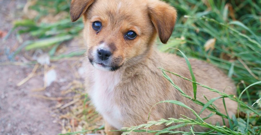 ¿Cómo calcular la edad real de tu perro? Y NO, no es igual a los 7 años humanos.