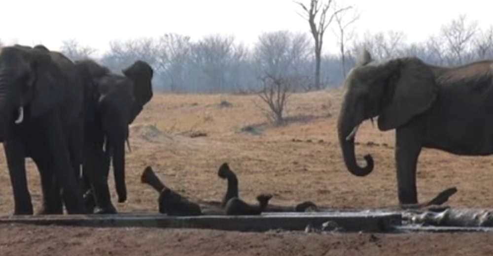 Un elefante bebé queda atrapado en un canal ante el peligro de ser devorado por los leones