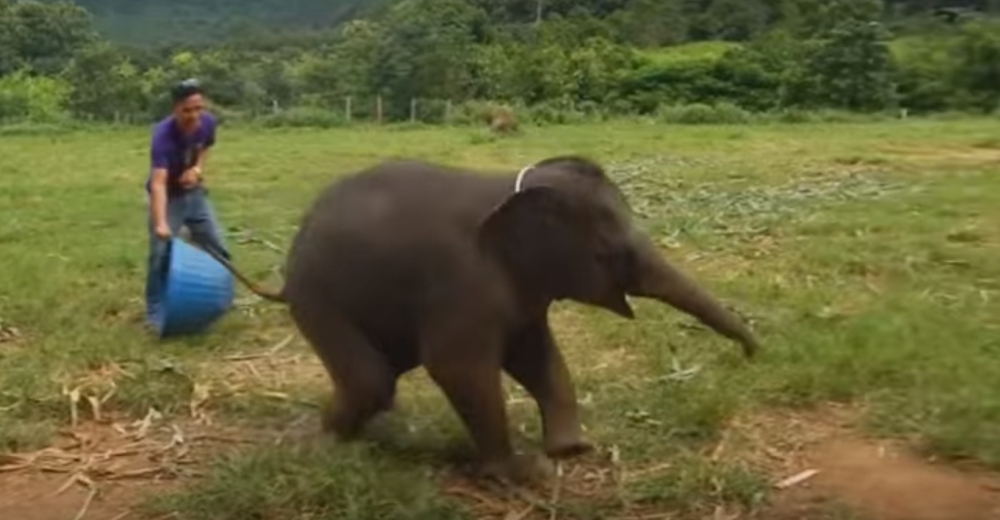 Un pequeño elefante se ríe a carcajadas mientras juega con su cuidador