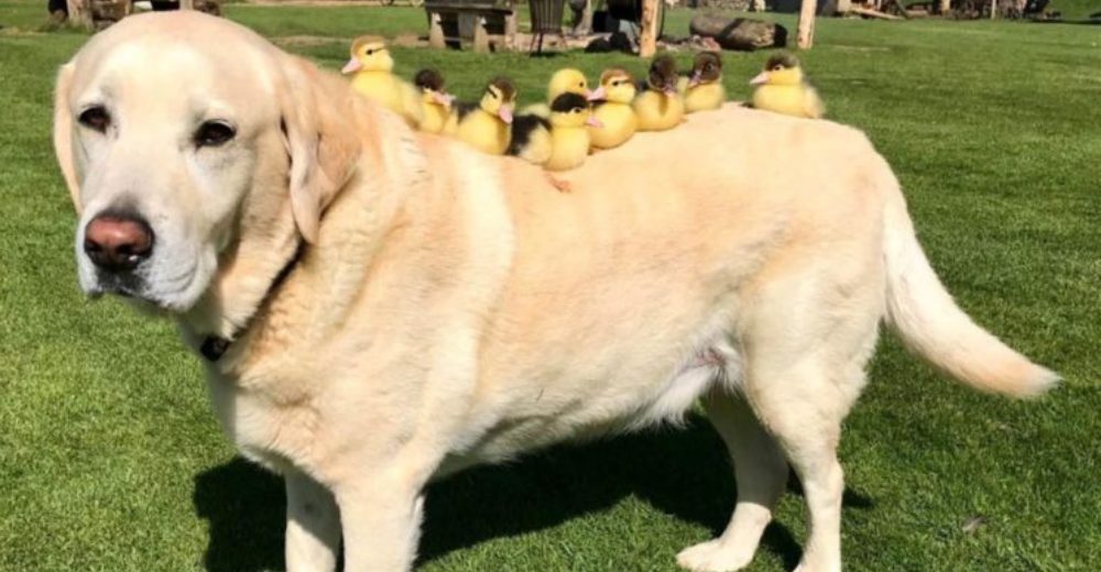 Fred, el perro que conmueve con su amor paternal tras adoptar 9 adorables patitos huérfanos