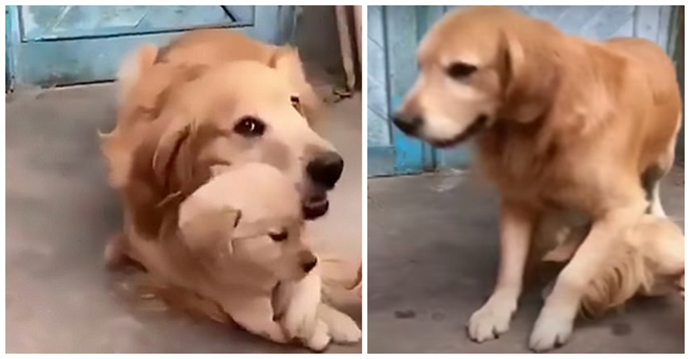 Una angustiada madre Golden Retriever trata de proteger y ocultar al único cachorro que le queda