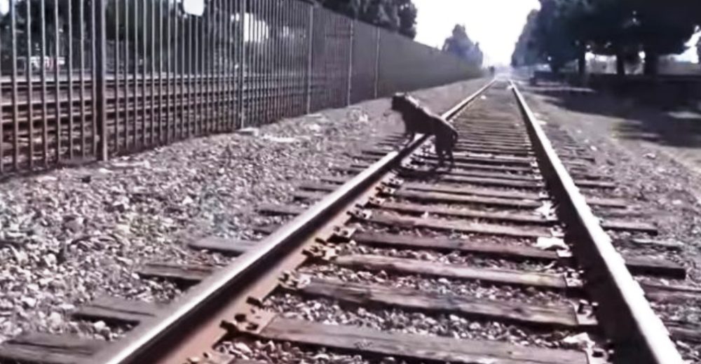 Un pitbull gravemente herido en las vías del tren solo esperaba que alguien viniera en su ayuda