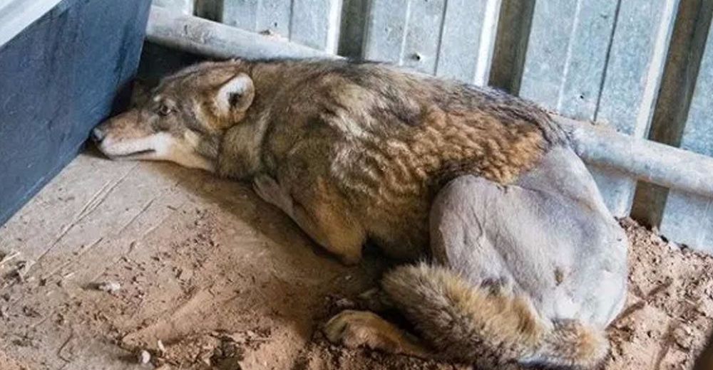 Un lobo es atropellado y abandonado a morir… ¡Pero un milagro sucedió!