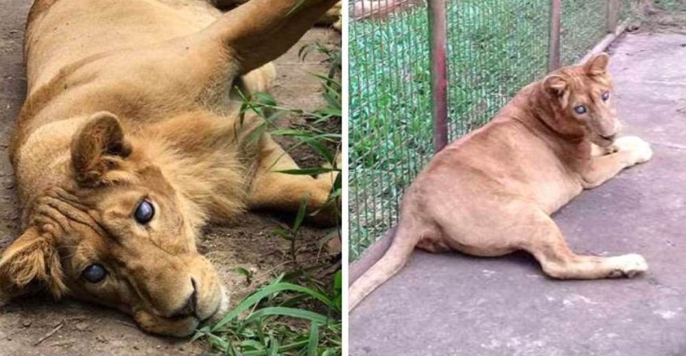 Una leona es encerrada en una mínima jaula por el personal de un zoo porque es ciega