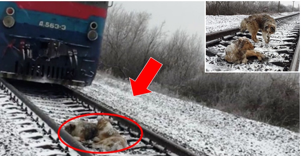 Perro se aferra a su amiga lastimada para protegerla antes de que un tren los pasara por encima