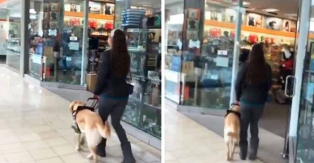 Un tierno perro guía dirige a hurtadillas a su dueña ciega a su tienda favorita de mascotas