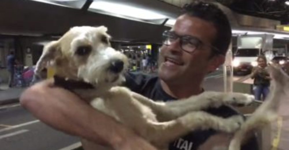 Un perrito explota de felicidad al reencontrarse con su humano favorito – HERMOSO