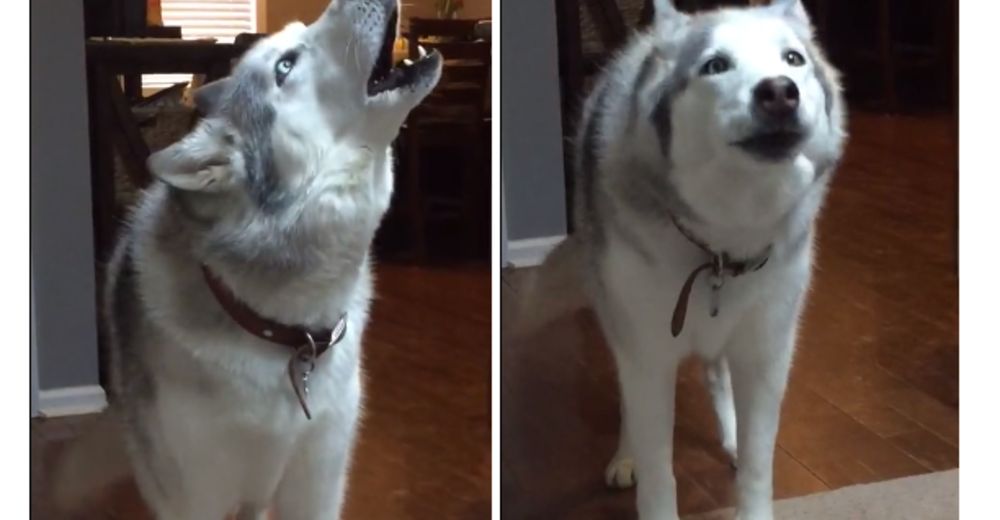 La ensordecedora respuesta de un husky cuando le dicen que llegó la hora de ir de paseo