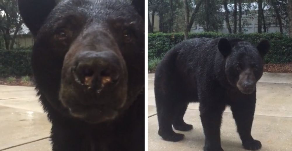 Se encuentra cara a cara con un oso negro de más de 100 kg… Y su reacción lo deja sin palabras