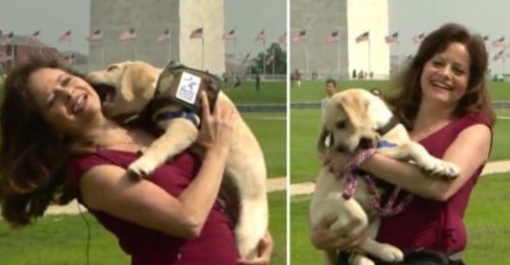 El divertido momento en que un perro de servicio casi arruina un reportaje periodístico en vivo