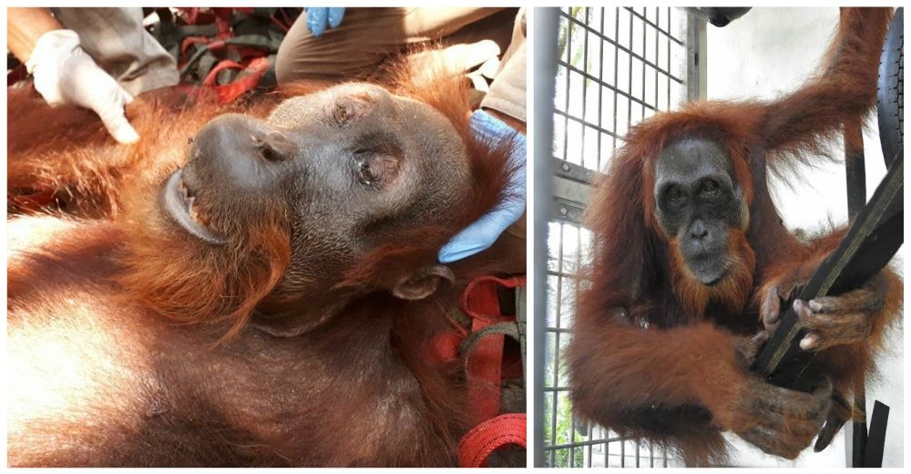 Un orangután hembra hambrienta escondía el más triste secreto al interior de su cuerpo