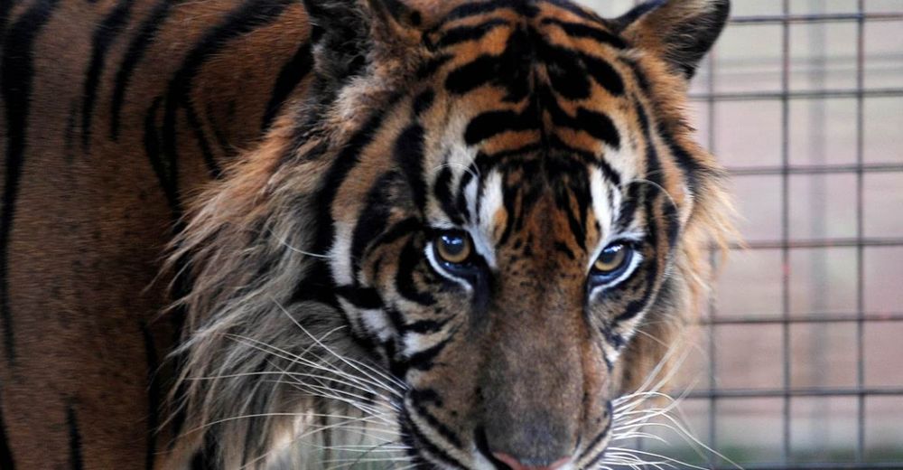 Colegio se enfrenta a duras críticas tras llevar un tigre enjaulado para la fiesta de graduación