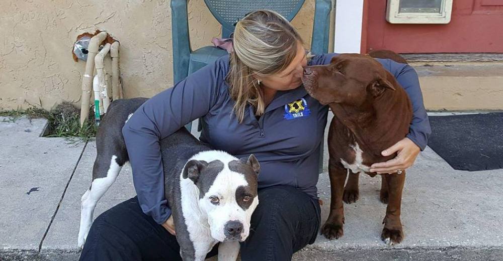 Una familia descubre que los perros que acababan de adoptar tienen los días contados…