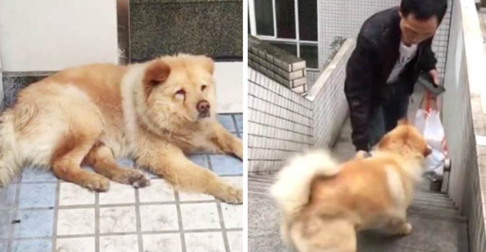 Un perro espera todos los días durante 12 horas el regreso de su dueño en una estación de trenes