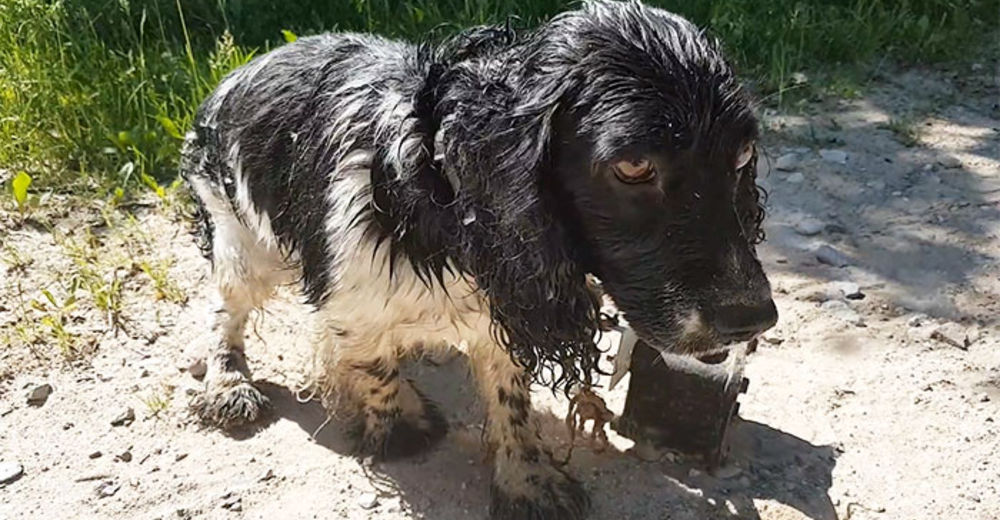 Encuentra un perro mojado con un peso colgando del cuello, se acerca y no puede dejar de llorar