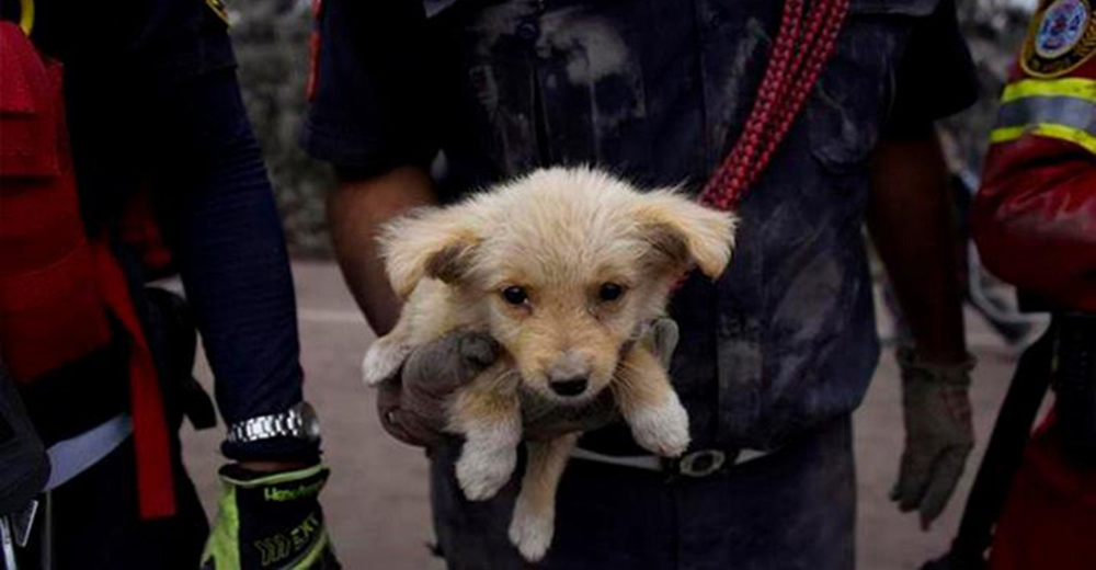 Animales afectados tras la erupción del volcán de Guatemala son salvados en un emotivo rescate